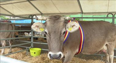 La fira del bestiar d'Ordino tanca amb 4.000 visitants
